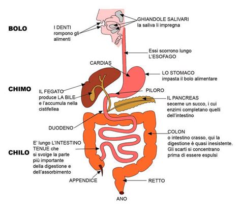Diagramma dell'apparato digerente umano con enfasi sull'esofago