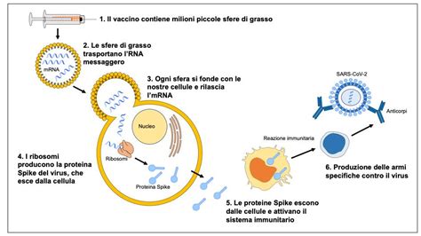 Illustrazione di un vaccino a mRNA che entra in una cellula per produrre proteine