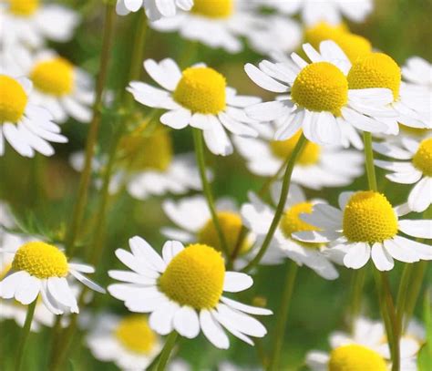 fiori di camomilla e olio vegetale