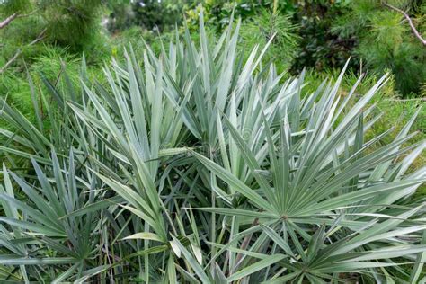 Immagine della pianta di Serenoa repens