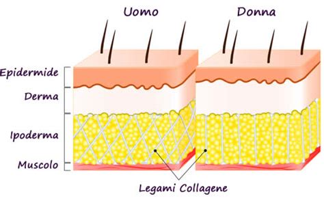 Diagramma comparativo della pelle maschile e femminile