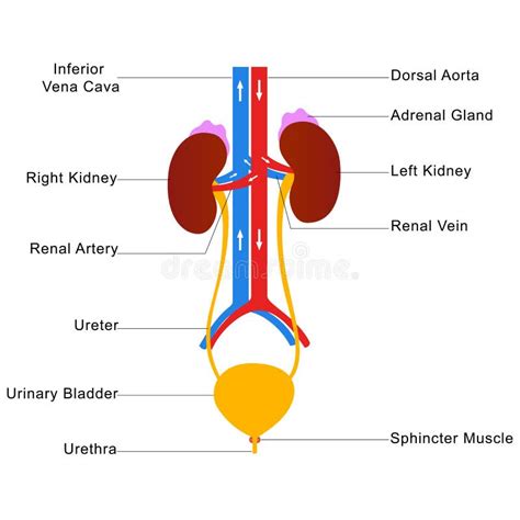 Diagramma anatomico del sistema urinario umano