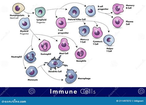 Illustrazione schematica del sistema immunitario che attacca le cellule del corpo
