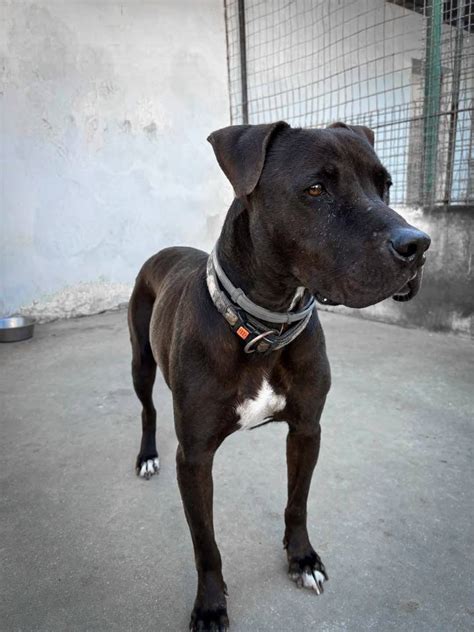 Cane con segni di sofferenza