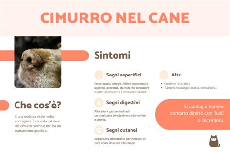 Diagramma delle vie di diffusione del virus del cimurro nel corpo del cane