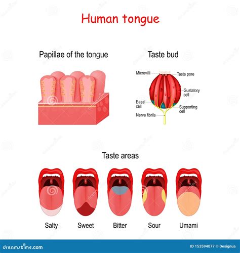 Schema anatomico della lingua che evidenzia le aree più comuni di sviluppo dei tumori orali