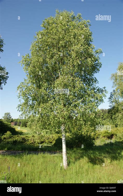 Betula verrucosa albero