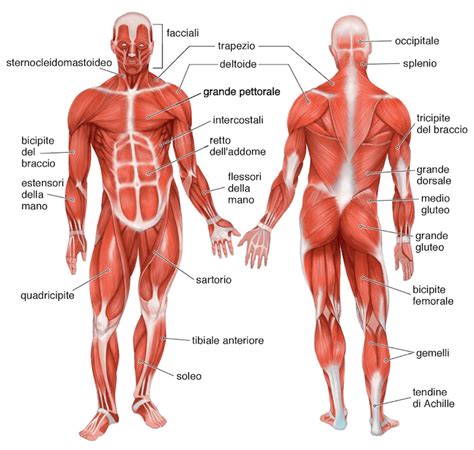 Schema anatomico del corpo umano che evidenzia le diverse sedi dei sarcomi