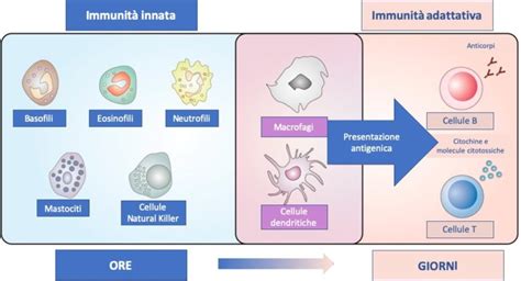 Rappresentazione schematica del sistema immunitario che attacca i follicoli piliferi