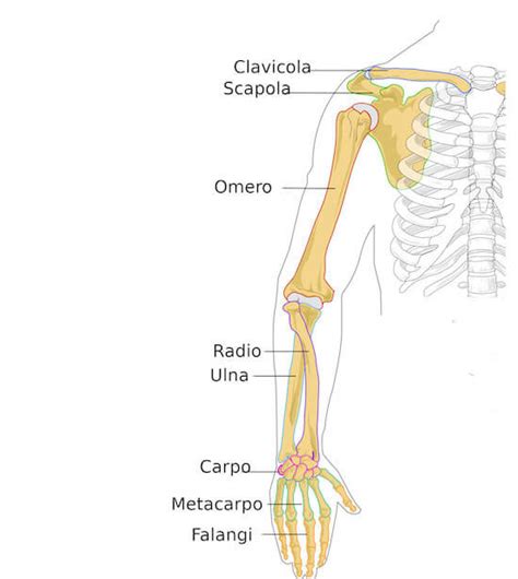 Ossa della spalla e arto superiore