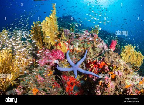 Barriera corallina sana e colorata