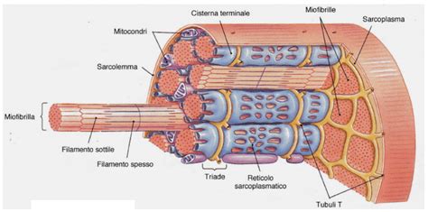 Struttura di una fibra muscolare scheletrica