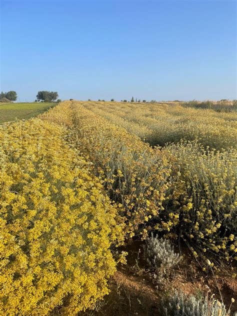 Fiori di elicriso in un campo mediterraneo