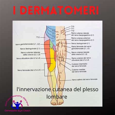 Diagramma anatomico del nervo cutaneo laterale della coscia