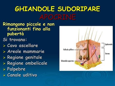 Ghiandole sudoripare sul viso