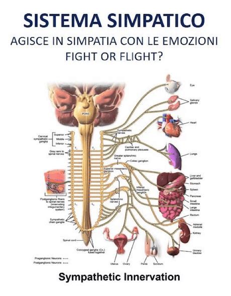 Schema del sistema nervoso simpatico e ghiandole sudoripare