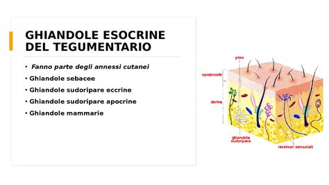Schema che illustra l'effetto della tossina botulinica sulle ghiandole sudoripare