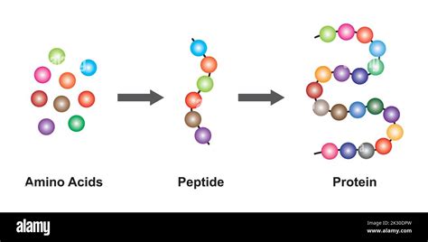 Struttura molecolare dei peptidi