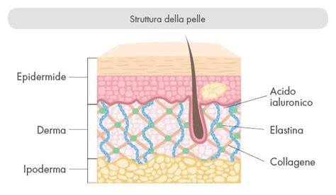 Schema dei pori della pelle e della formazione dell'acne