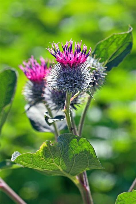 Pianta di Bardana in fiore
