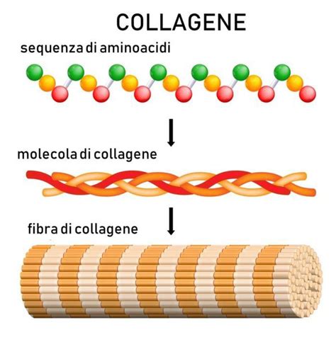 Struttura molecolare del collagene e dell'elastina