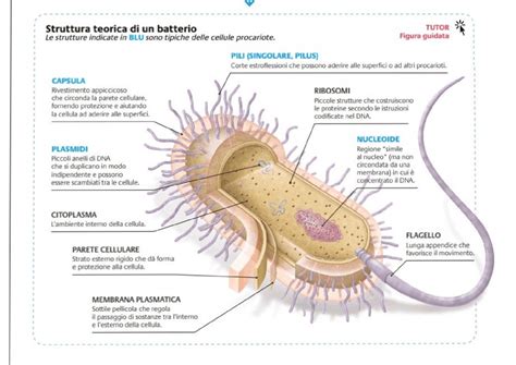 Diagramma che illustra la diffusione del batterio meningococcico nel corpo umano