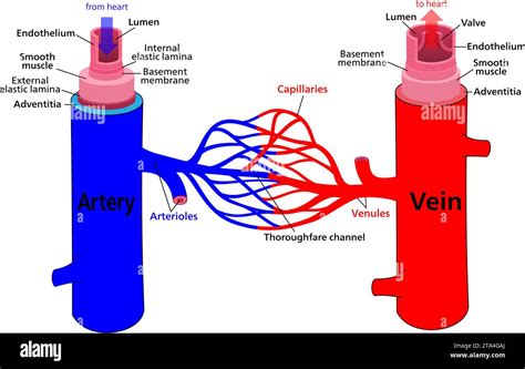 Schema anatomico dei capillari sanguigni