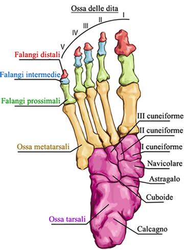 Schema anatomico del piede umano con le ossa metatarsali evidenziate.