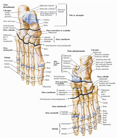 Vista plantare del primo osso metatarsale con evidenziate le ossa sesamoidi.