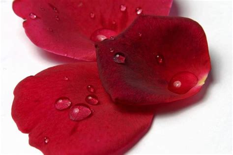 fiori di rosa e petali
