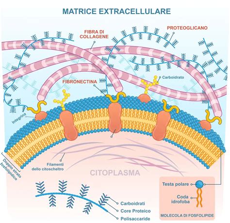 Schema molecolare dell'acido ialuronico e del collagene