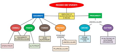 Schema che illustra i 5 benefici principali di una BB Cream