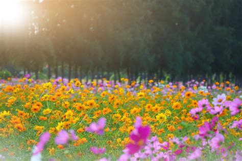 Campo di fiori selvatici a La Gacilly