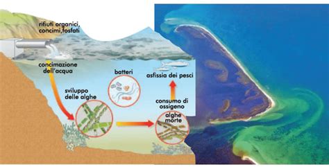 Schema del processo di formazione delle rughe