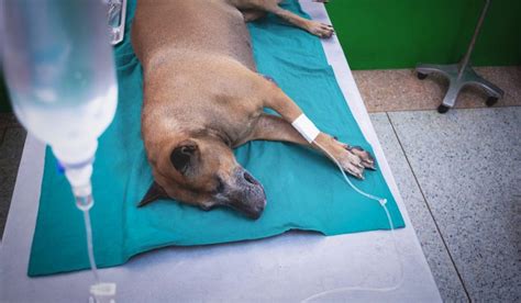 cane che riceve flebo sottocutanea