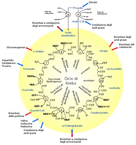 Schema del ciclo di Krebs per la produzione di energia
