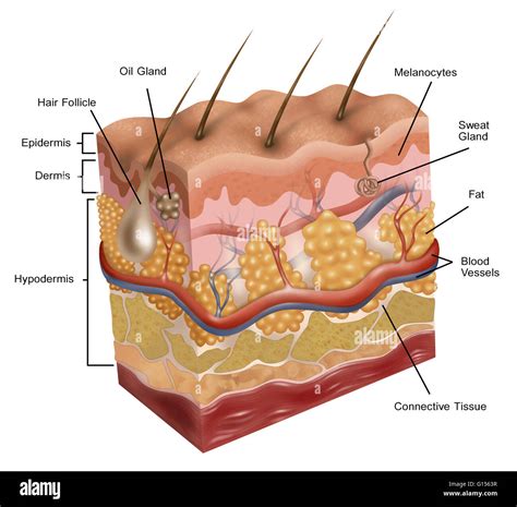 Pelle umana con cellule basali