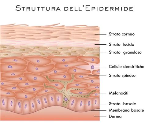 Diagramma dell'epidermide umana con evidenziate le cellule basali
