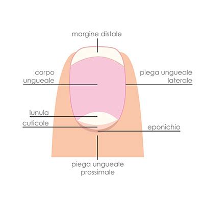 Anatomia di un'unghia