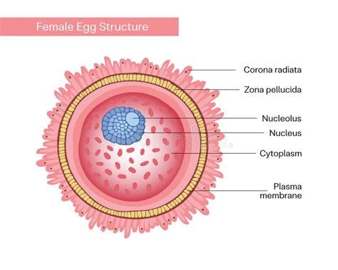Diagramma che illustra la struttura di un ovulo vaginale