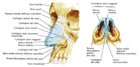 Anatomia del naso con evidenziazione del setto nasale e dei vasi sanguigni