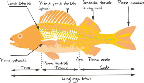 Diverse forme di pinne caudali nei pesci e loro impatto sull'idrodinamica