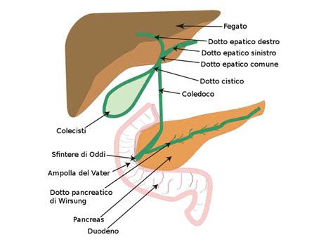 Schema delle vie biliari e della colecisti