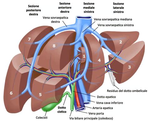 Diagramma dei segmenti epatici secondo la classificazione di Couinaud