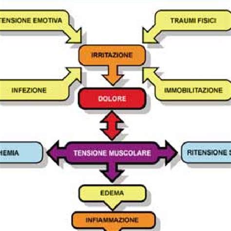 Schema della fisiopatologia dell'acne