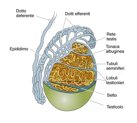 Anatomia dei testicoli e dello scroto