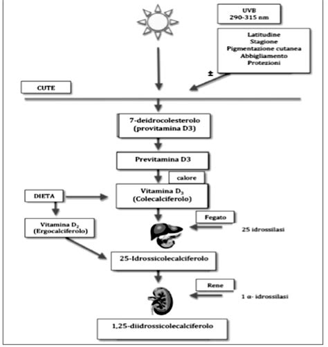 Rappresentazione schematica della sintesi della vitamina D nella pelle con l'esposizione solare