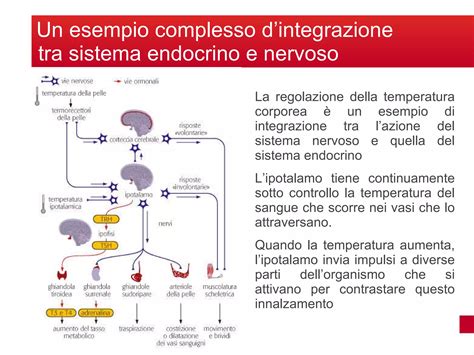 Schema che illustra le potenziali interconnessioni tra vitamina D, sistema nervoso e regolazione della sudorazione