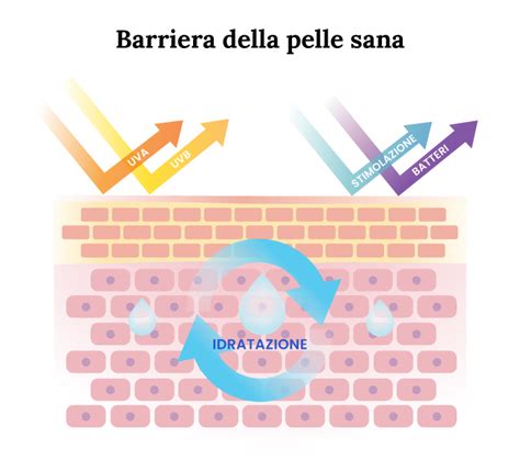 Diagramma che illustra la funzione barriera della pelle e come gli ingredienti la rinforzano