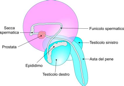 Diagramma anatomico del pene maschile, evidenziando glande e prepuzio